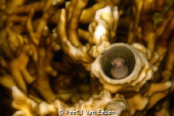 Cozy coral home  for a Goby by Peet J Van Eeden 